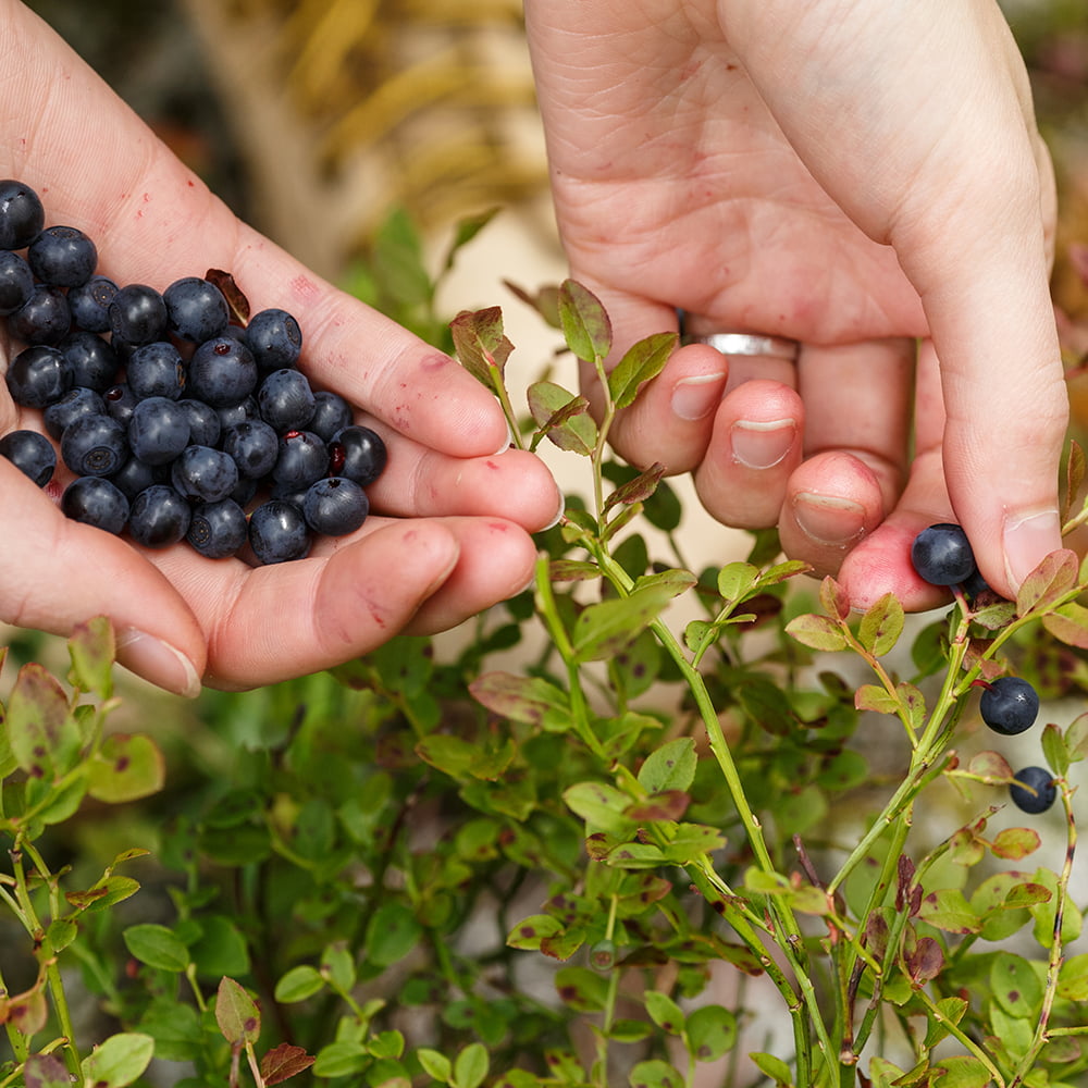 shutterstock_298102358_cropped